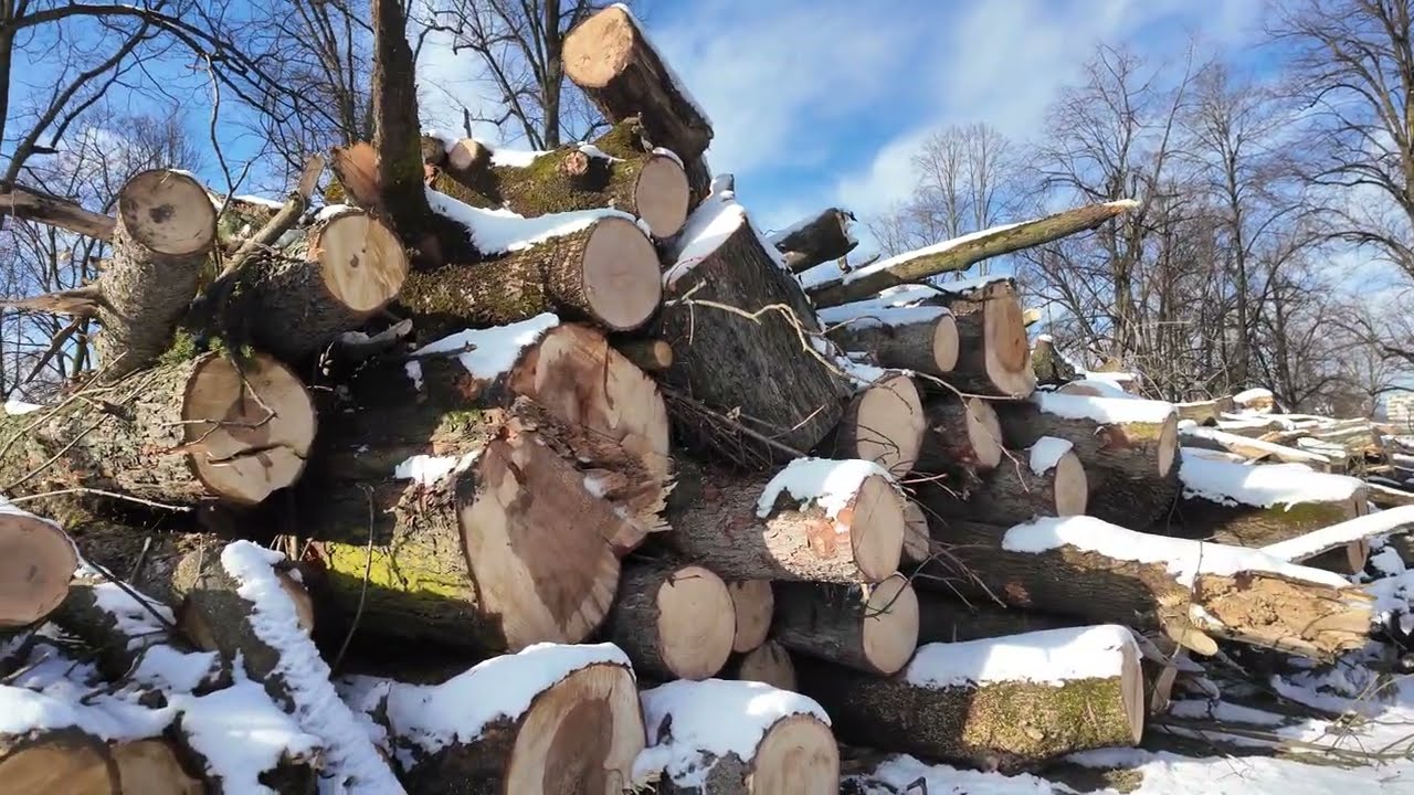 Mestský park po vyrúbaní stromov