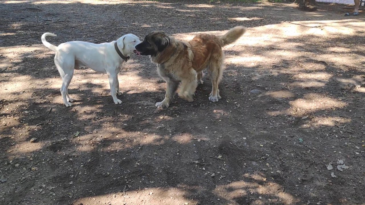 Leonberger and Dogo Argentino playing in a dog park