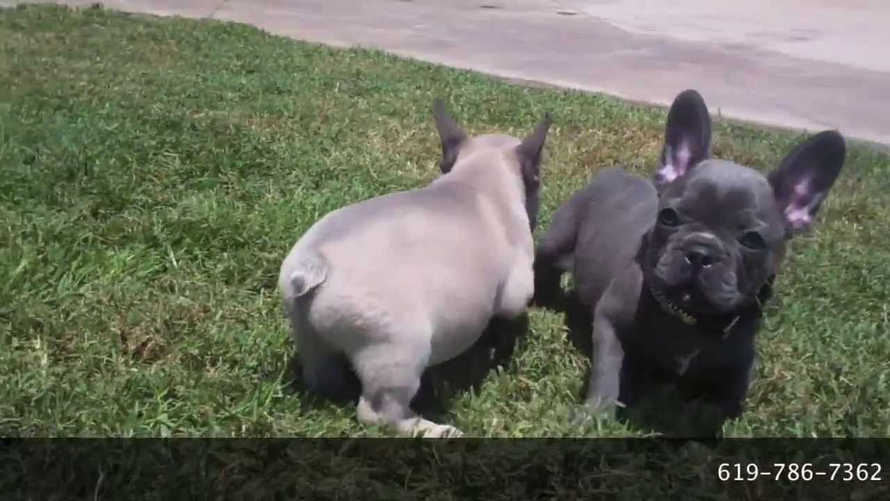 AKC Rare Blue French Bulldog Puppy For Sale San Diego, CA! Champion Bloodlines! Cute & Tiny