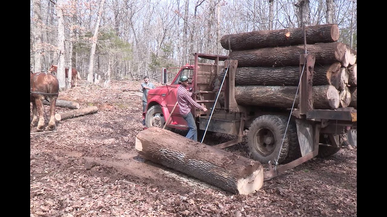 Horse Logging with Roy Pilgrim
