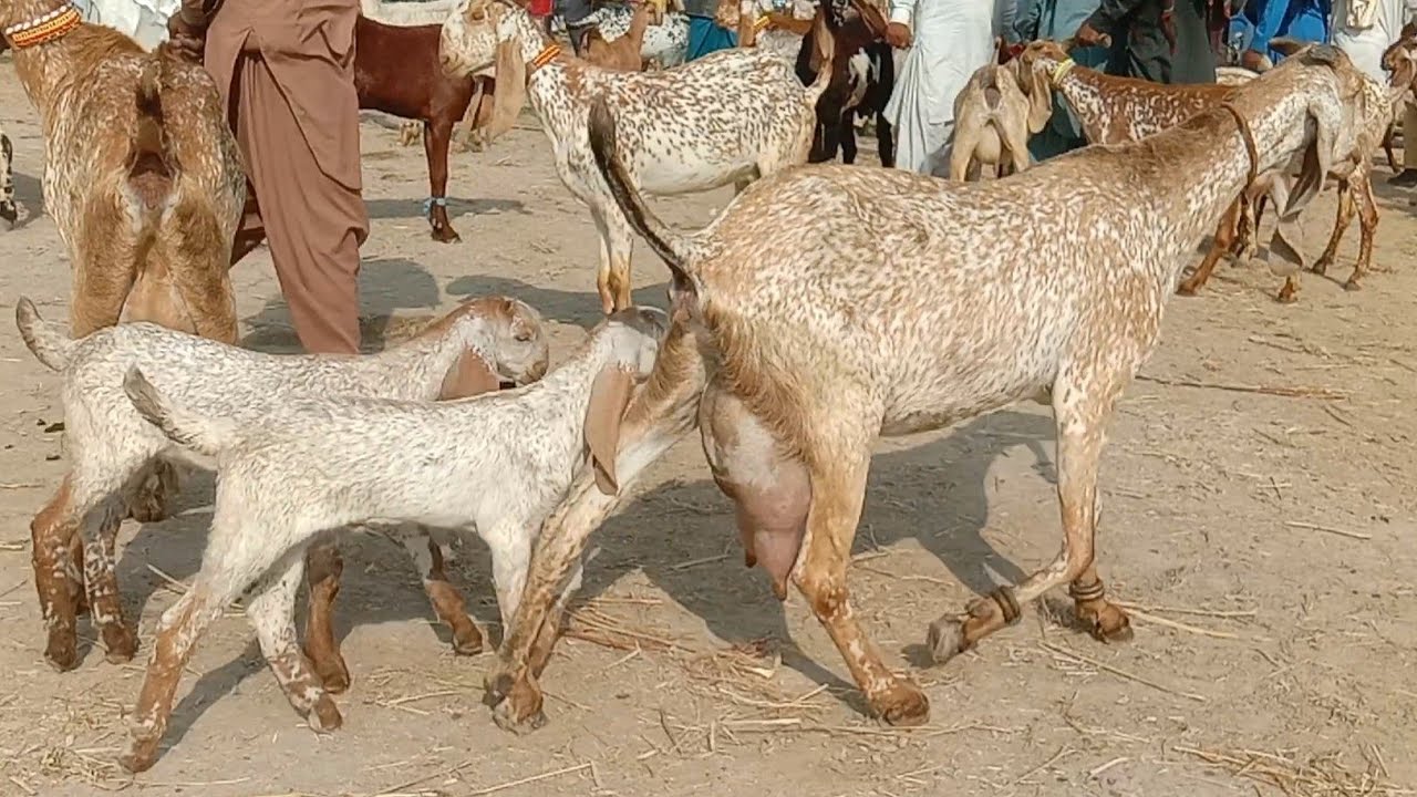 Madrasa bakra Mandi pakistan makhi cheeni bacche wali bakriyan Ajmal TV Hasilpur 