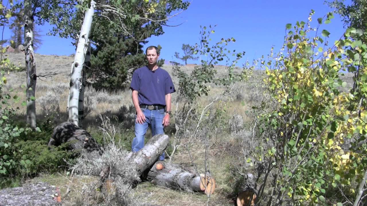 Options for Handling Trees Infested by Mountain Pine Beetle -- Barnyards & Backyards