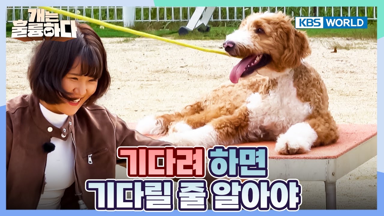 Fight Your Temptations😈 [Dogs Are Incredible:Ep.10-2] | KBS WORLD TV 260120