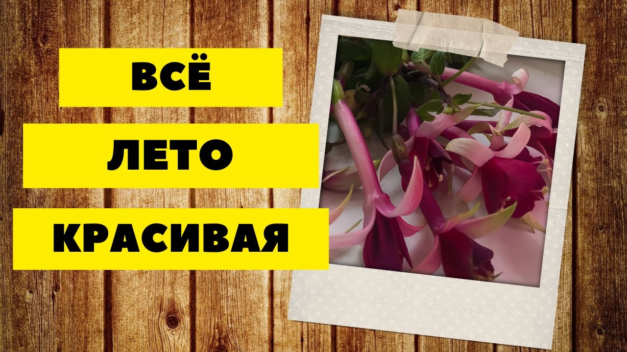 Фуксии - отблеск лета в ноябре