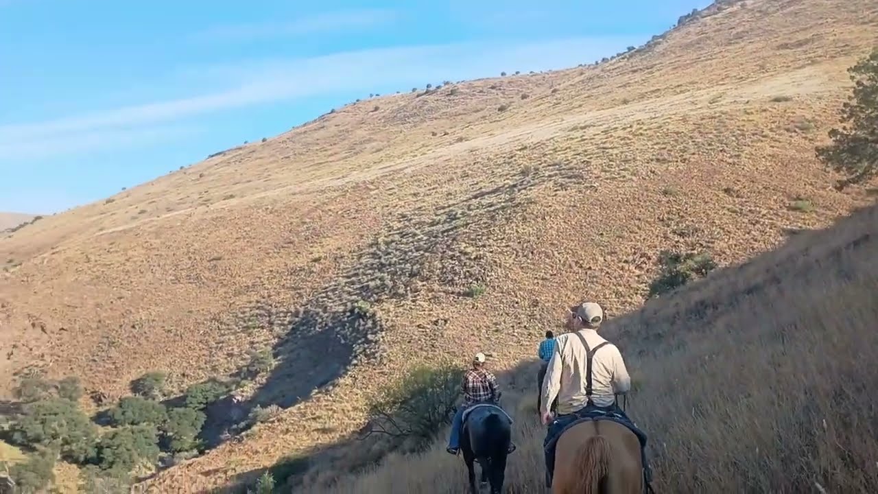 Hide and Seek with Cattle
