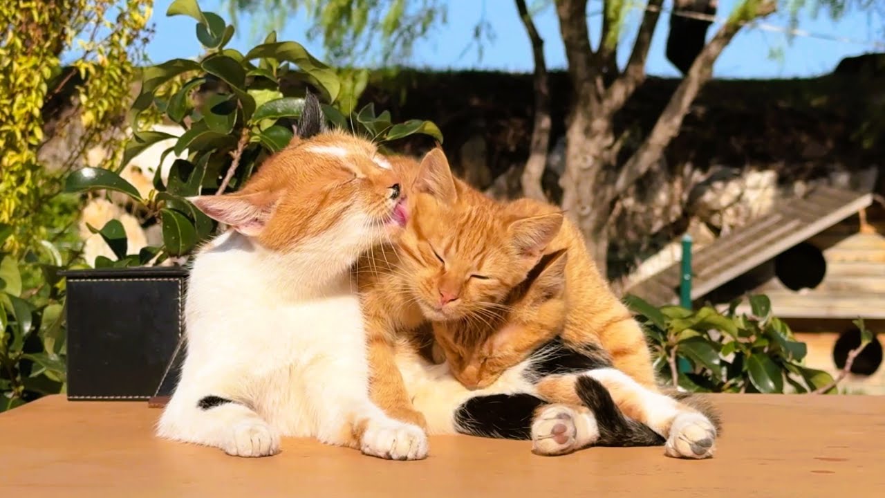 Mama Cat Grooms Her Kittens While They Nurse