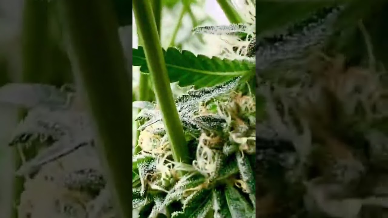 Cultivo De MARIHUANA Legal