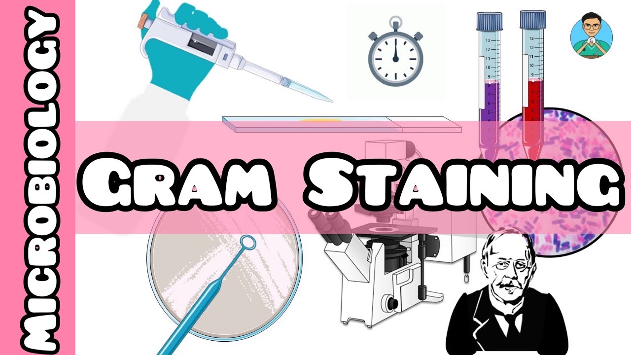 Gram Staining | Microbiology | What is gram-positive vs gram negative?