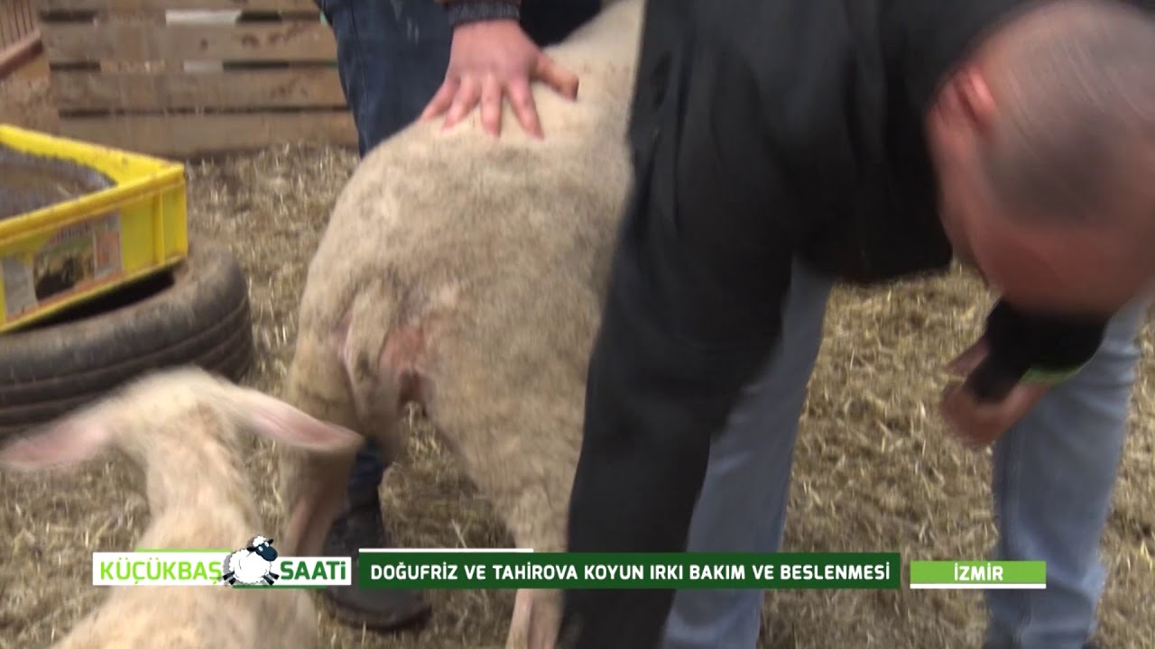DOĞUFRİZ İLE TAHİROVA KOYUN IRKININ BAKIM VE BESLEMESİ | KÜÇÜKBAŞ SAATİ
