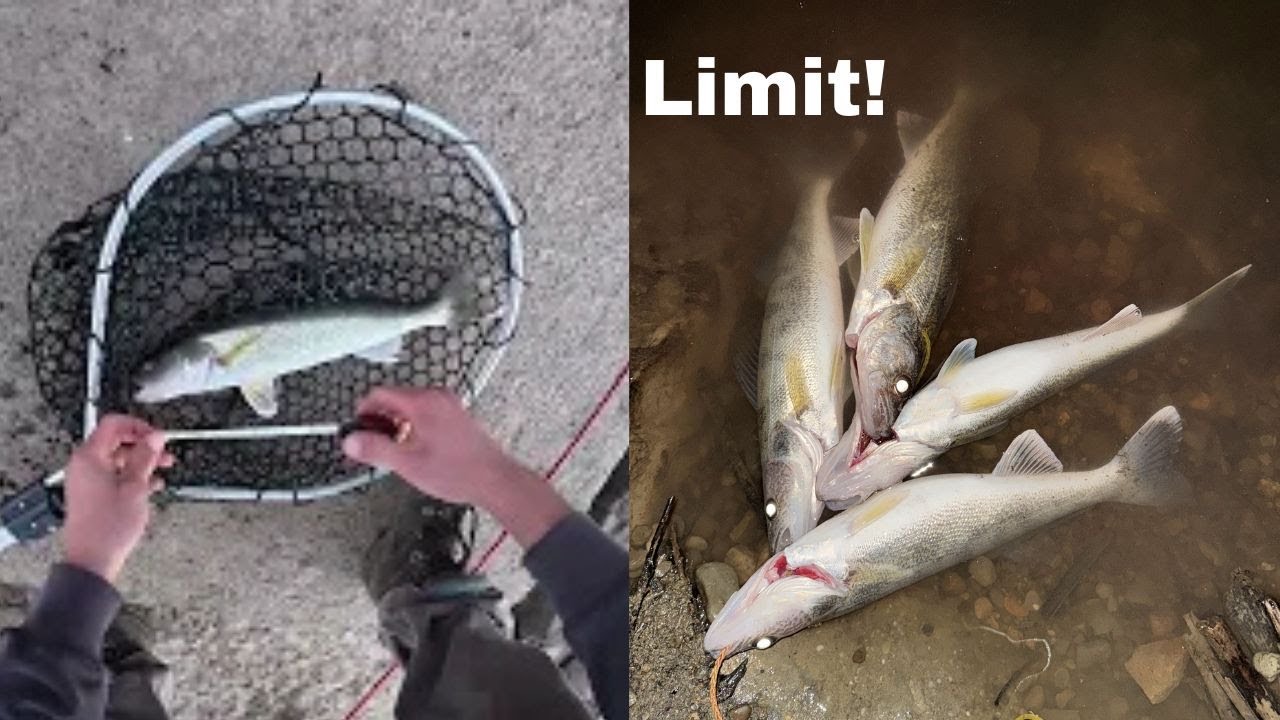 Быстрый лимит судаков!