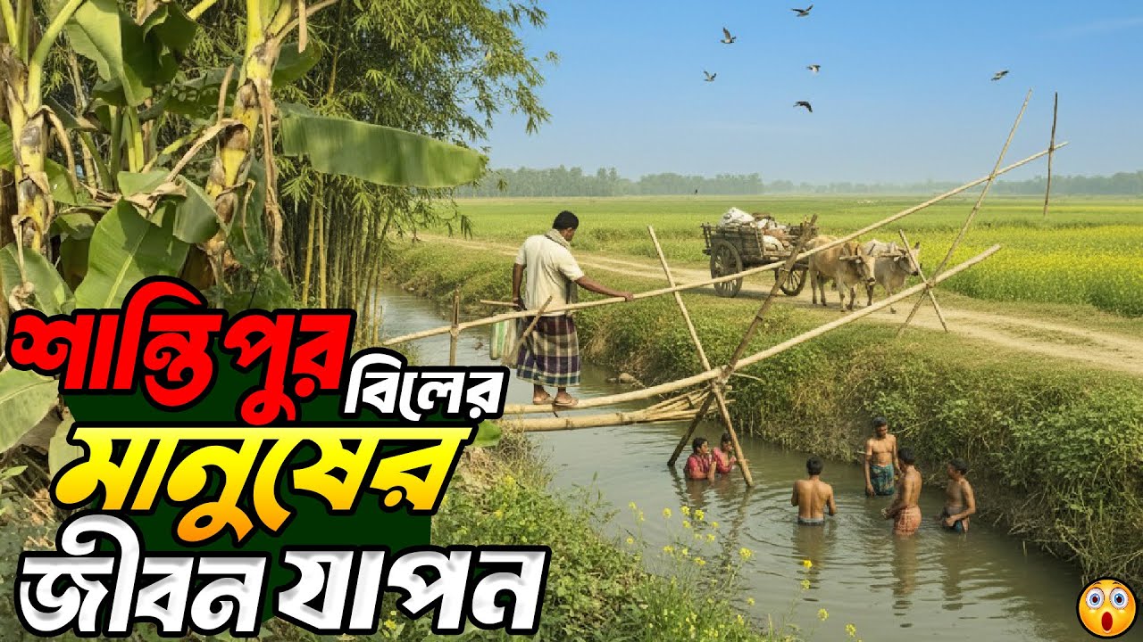 স্বর্গীয় সুন্দর মধুখালি শান্তিপুর বিলের মানুষের চাষাবাদী জীবন যাপন || Modukhali Santipur Bill ||