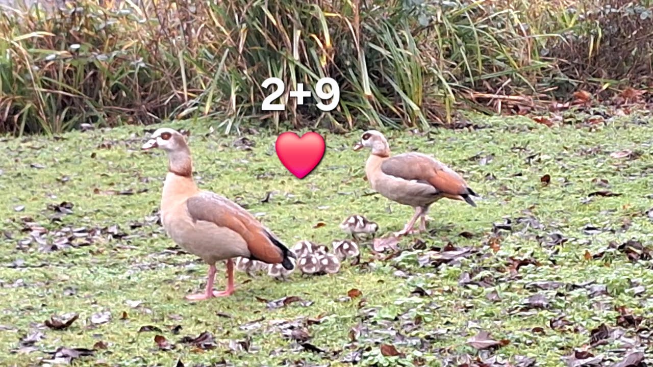 Very Early Egyptian Goose Goslings at Priory Gardens | Rainy January Surprise