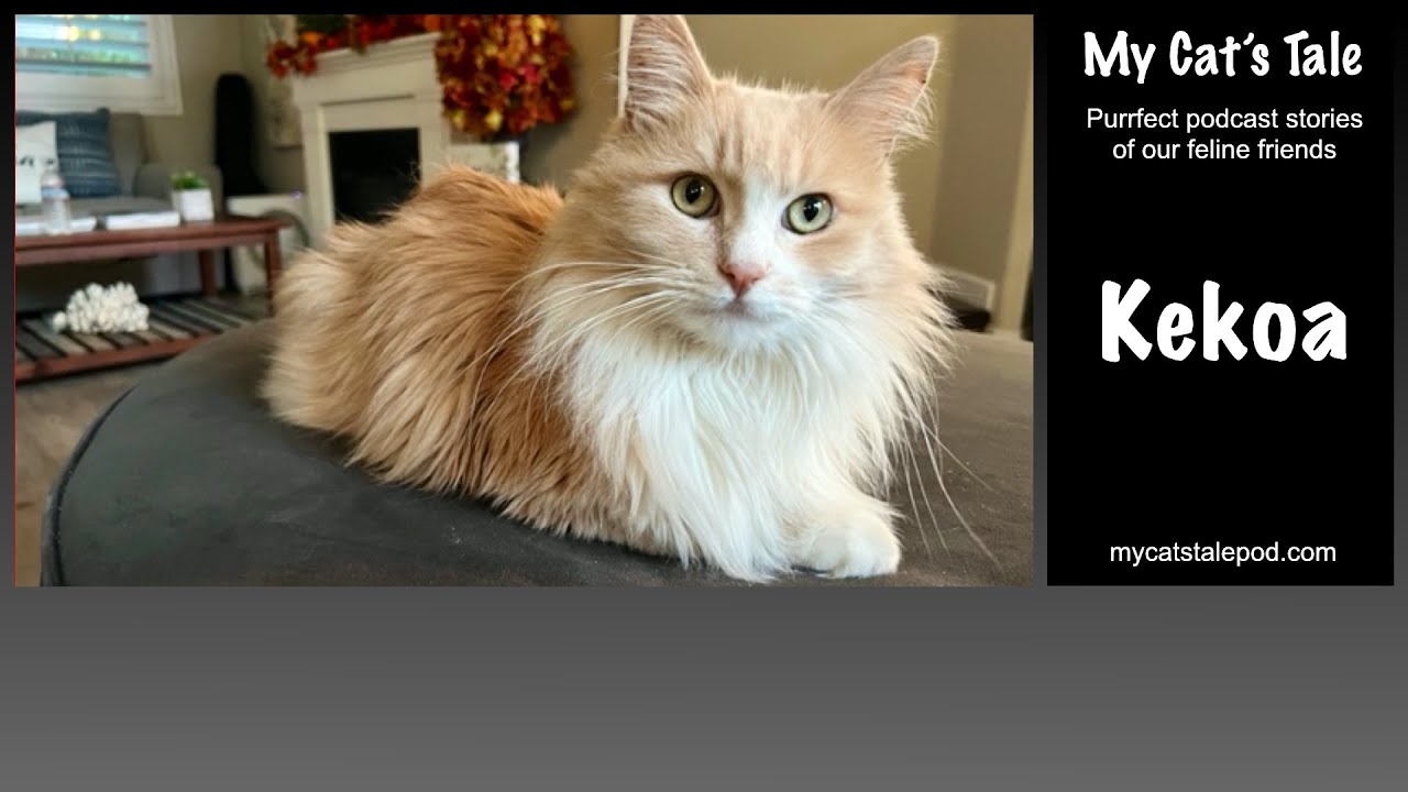 My Cat's Tale - A Warning From Kekoa