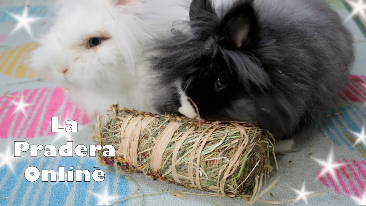 LA PRADERA ONLINE TIENDA PARA CONEJOS | UNBOXING
