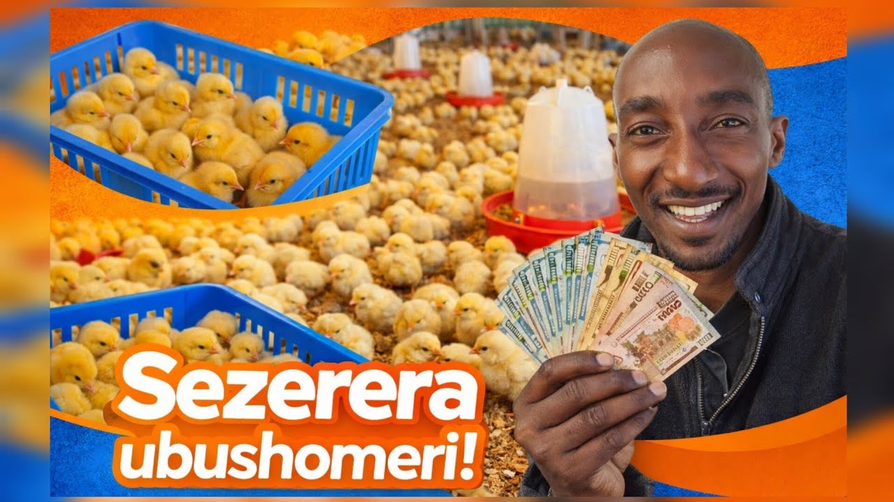 Uko wakora business y'imishwi Ya Sasso,  Biroroshye cyane! 