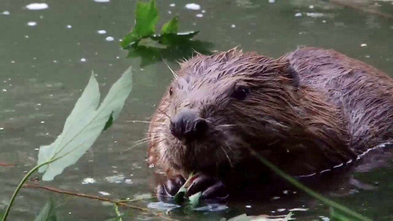 Biber am Weiher