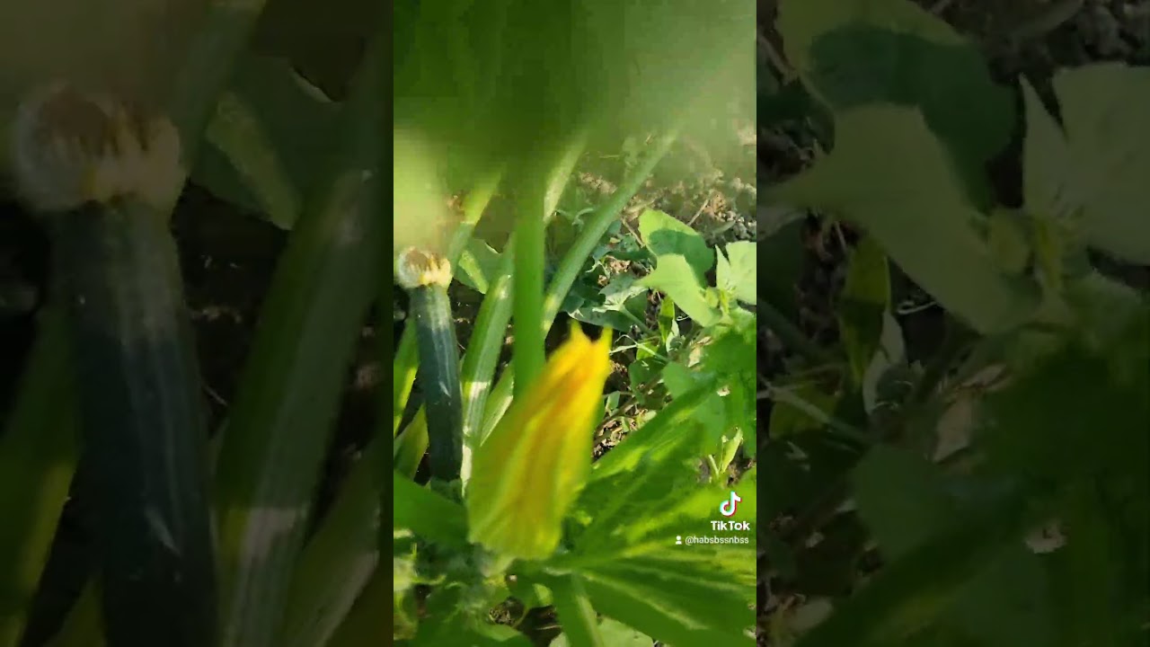 VETABLEGARDEN