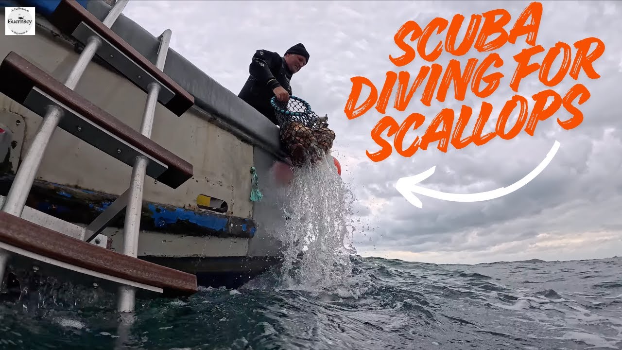 Its been a long time since we went diving for scallops so here we go again.