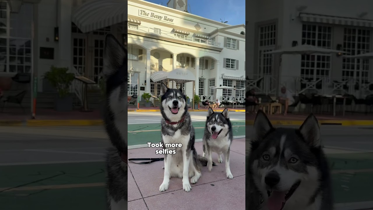 My dogs had their own vacation #dogsofyoutube #dog #dogs #vacation #travel #traveling
