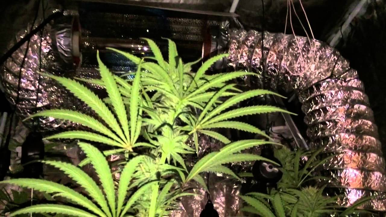 CBD Medi Haze - Day 40 Flowering