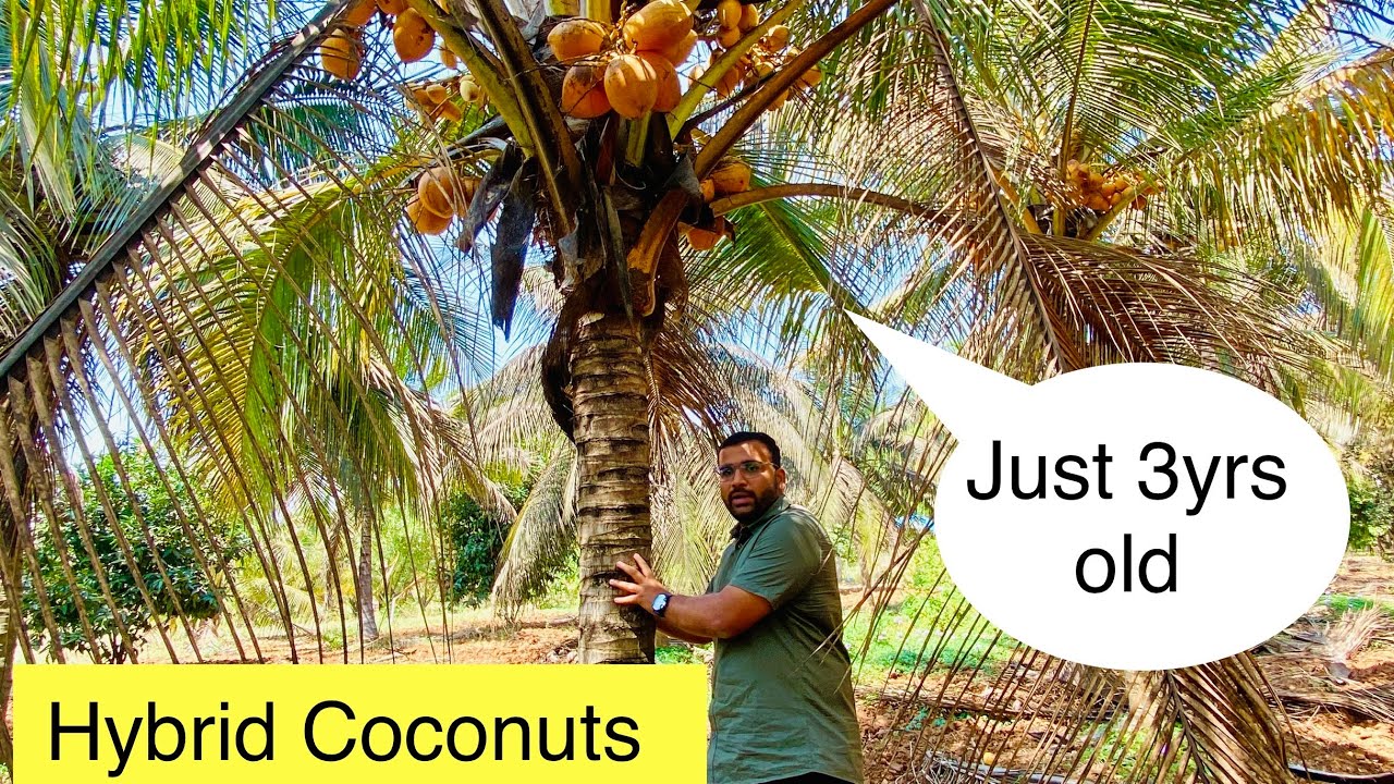 Hybrid Coconut Farm Tour - Time to Understand Hybird Coconut 🌴