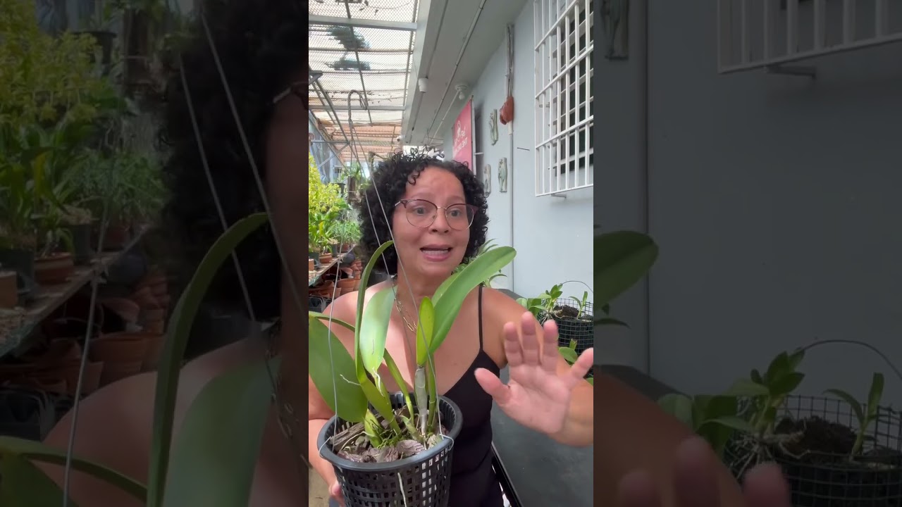 Por qu&eacute; se mueren mis orqu&iacute;deas Cattleyas?