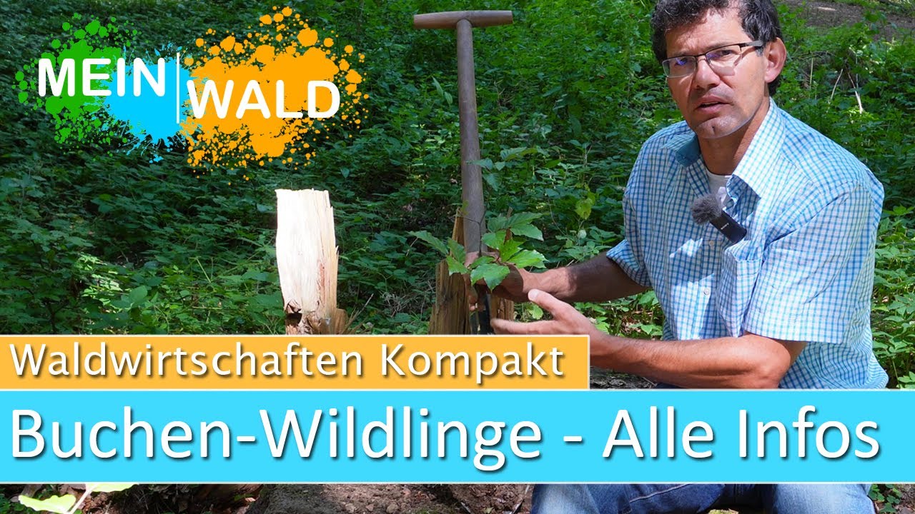 Wildlinge von der Buche - Das mußt du wissen!