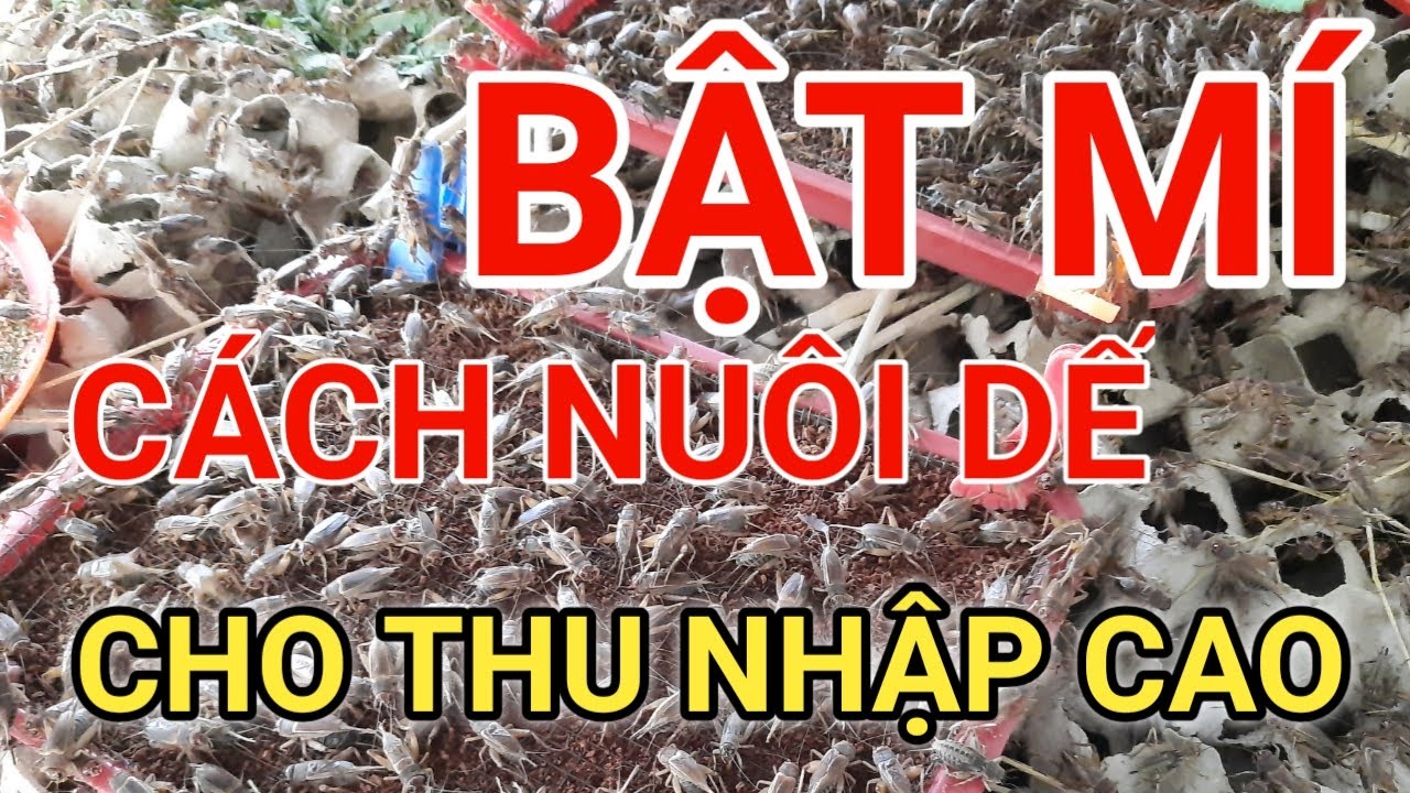 Hướng dẫn cách nuôi dế mèn cho thu nhập cao - Nuôi dế thương phẩm