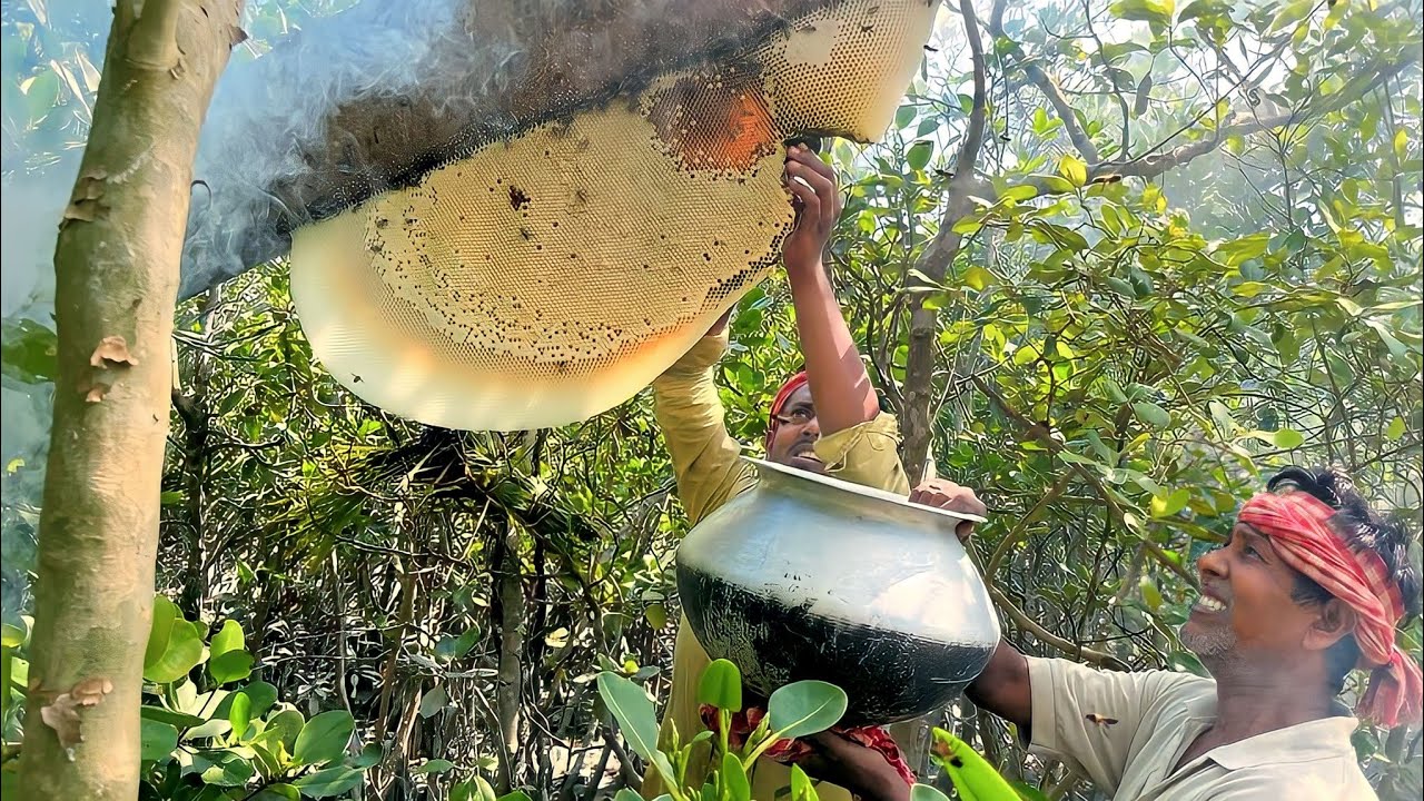 wild honey harvesting in Sundarban forest !!!
