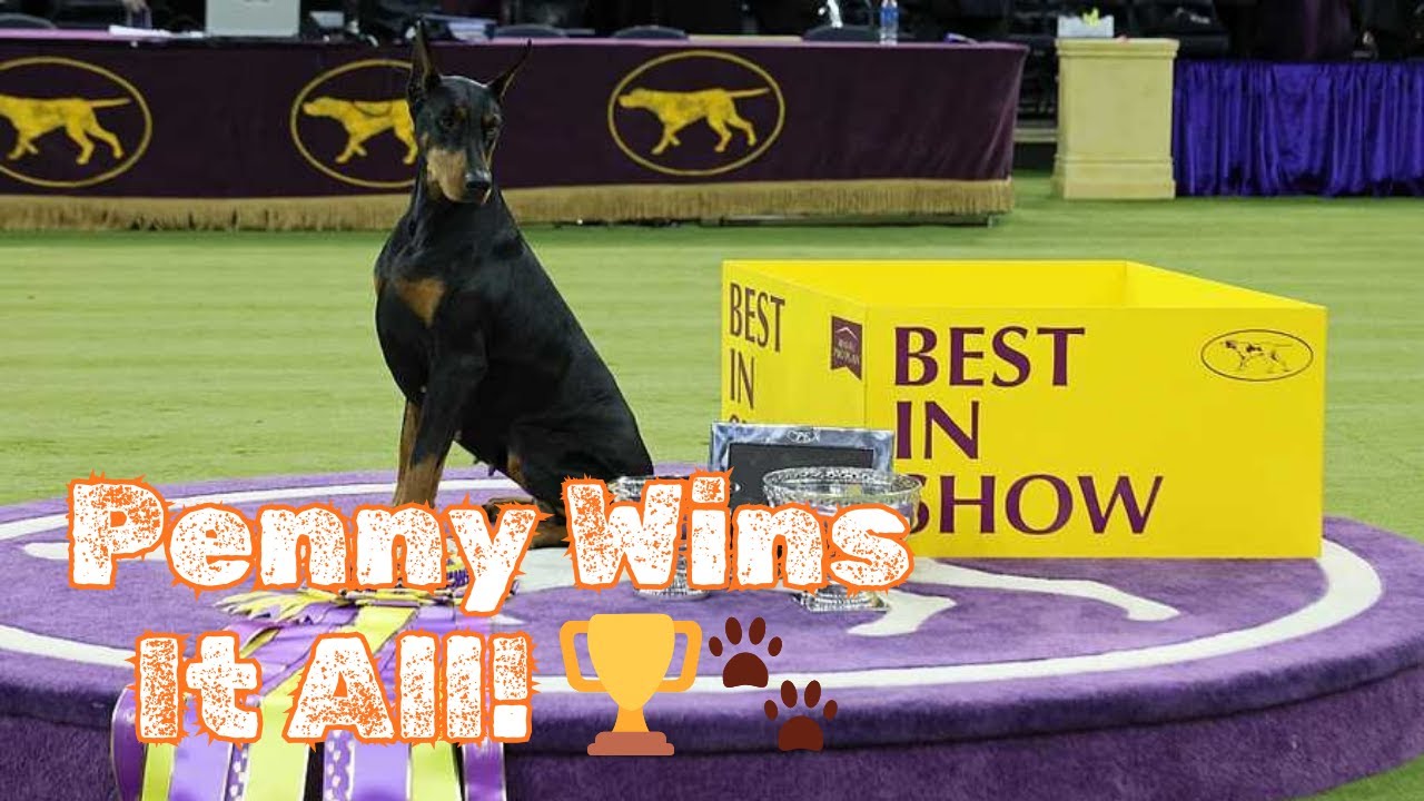 Doberman Pinscher Penny Wins Best in Show at Westminster | Historic Dog Show Victory