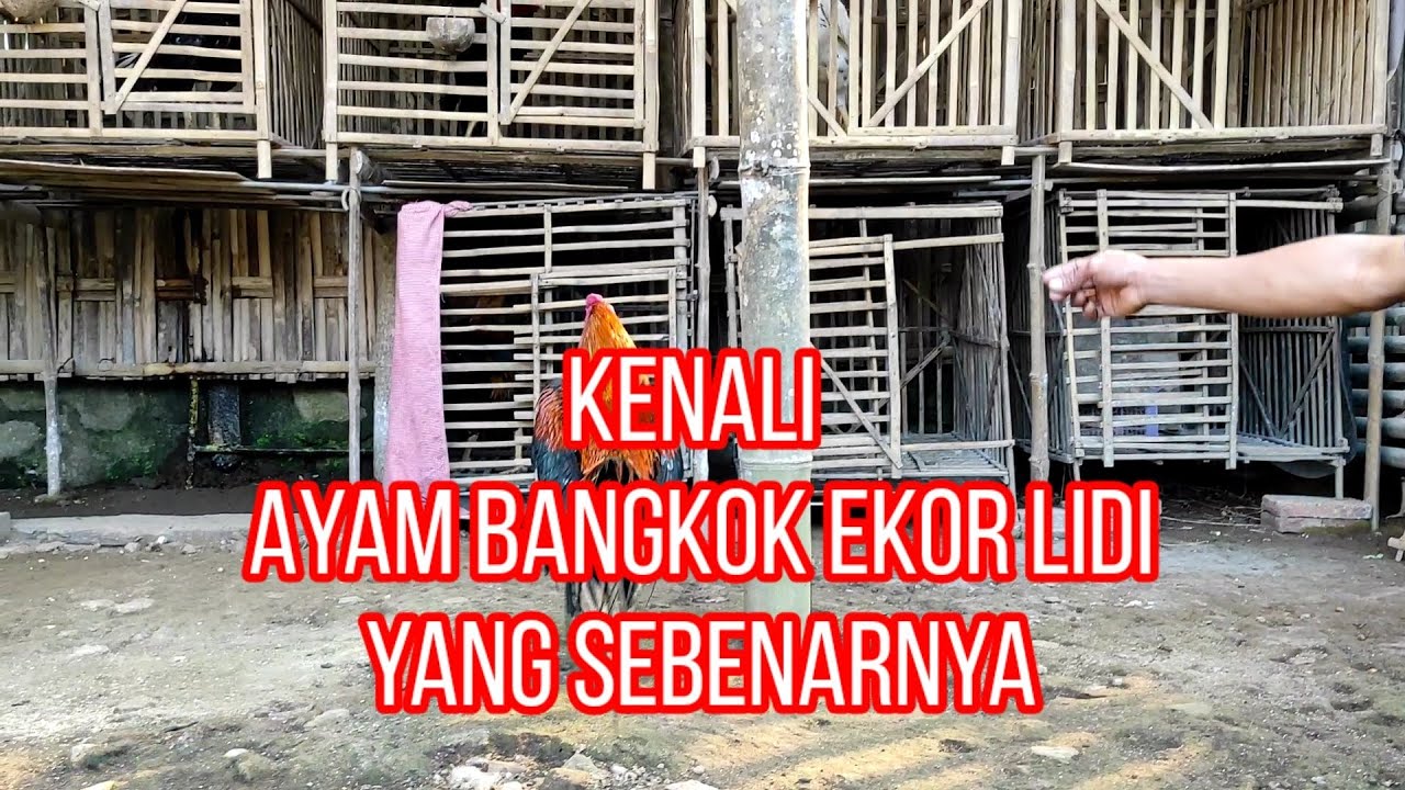 BELAJAR TENTANG AYAM EKOR LIDI