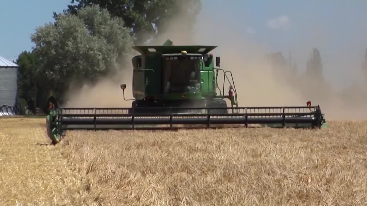 You can help name several new Montana wheat, barley varieties