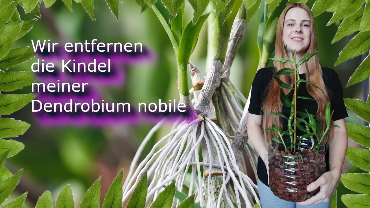 Kindel der Dendrobium nobile entfernen | Blähton| Hydroponic | FWC
