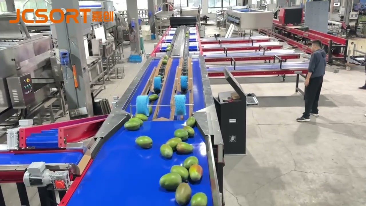 Mango cleaning weight sorting machine, mango size grading machine, mango sorting packing machine