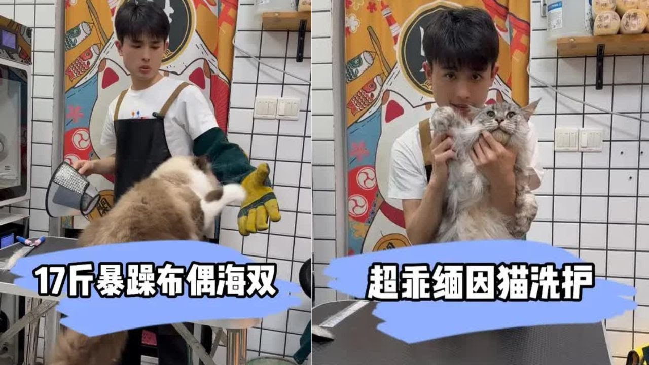再再战暴躁布偶猫，洗完它我也精神了 #貓咪洗澡 #上門洗貓 #寵物 #萌寵 #洗澡 #貓咪