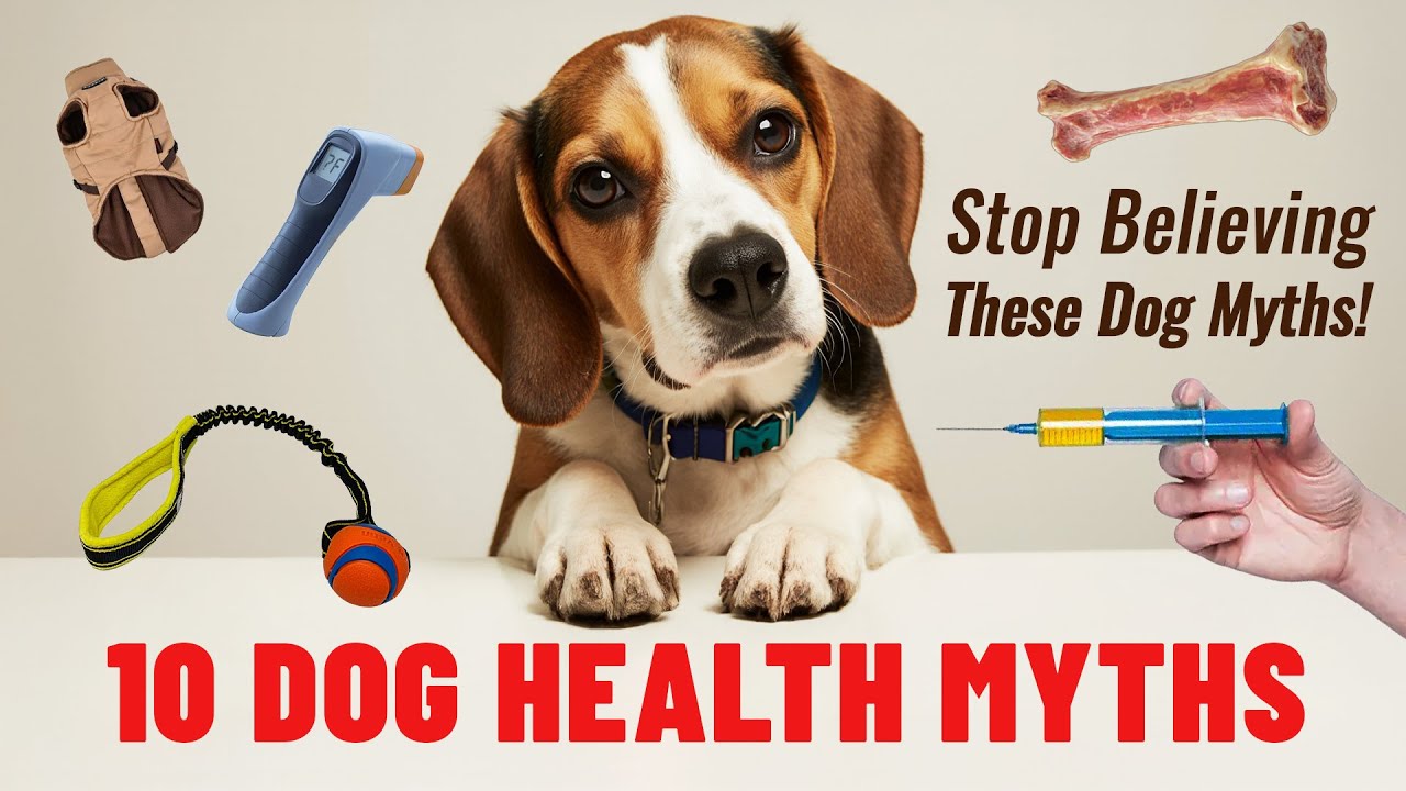 10 МИФОВ О ЗДОРОВЬЕ СОБАК ❤️🐶 Перестаньте верить этим мифам о собаках!