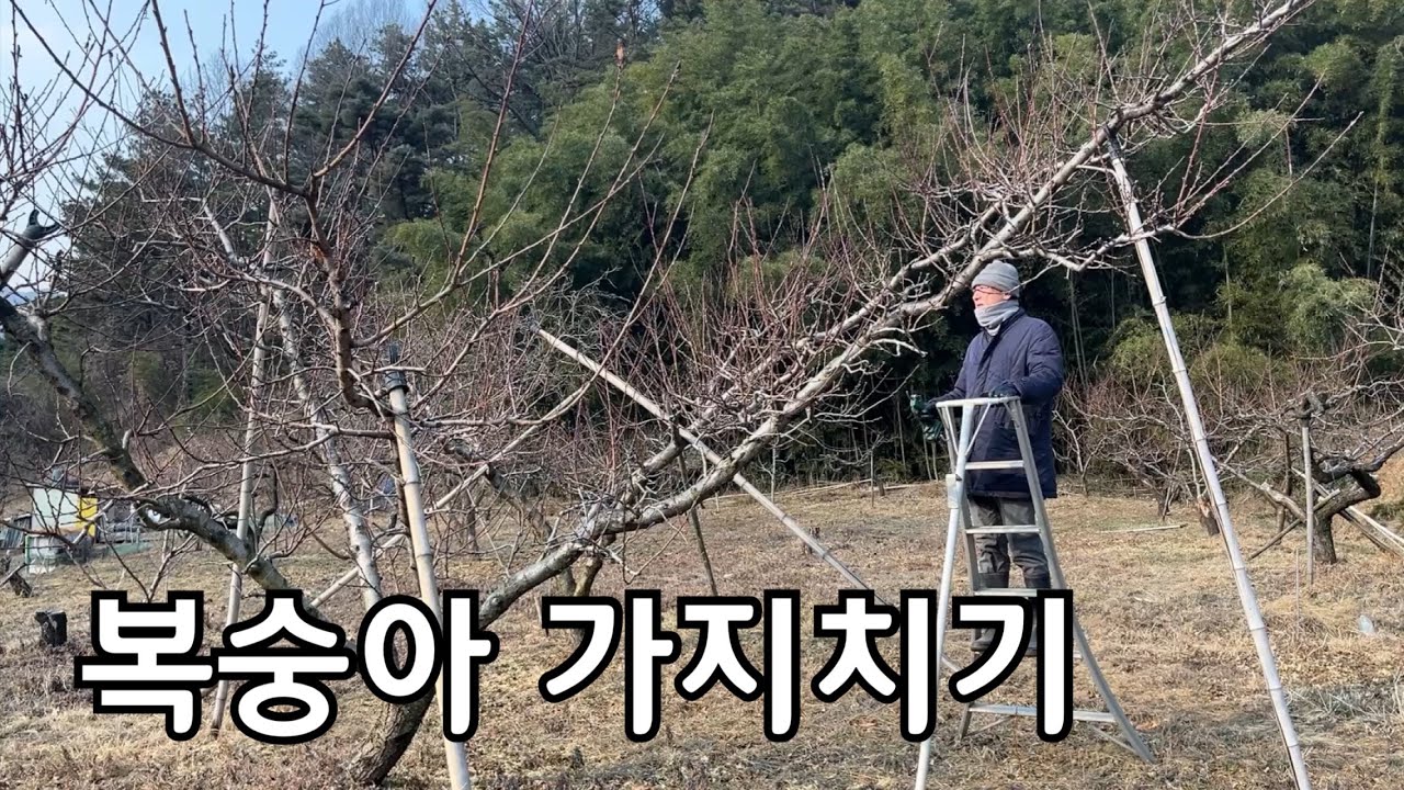 [복숭아 가지치기] 주지 골격을 먼저 곧게 세워야 합니다