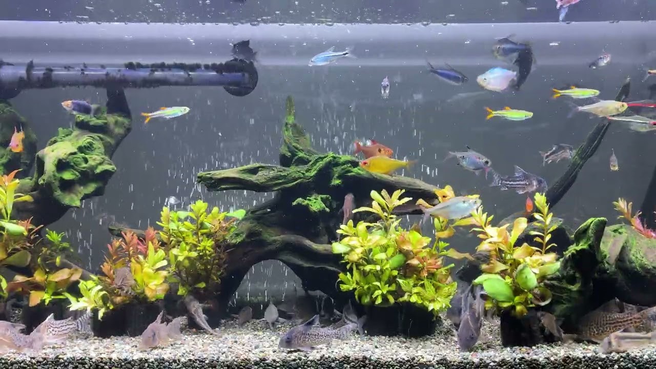 Relaxing Aquarium 1609 / 熱帯魚50種混泳水槽 アクアリウム 4K