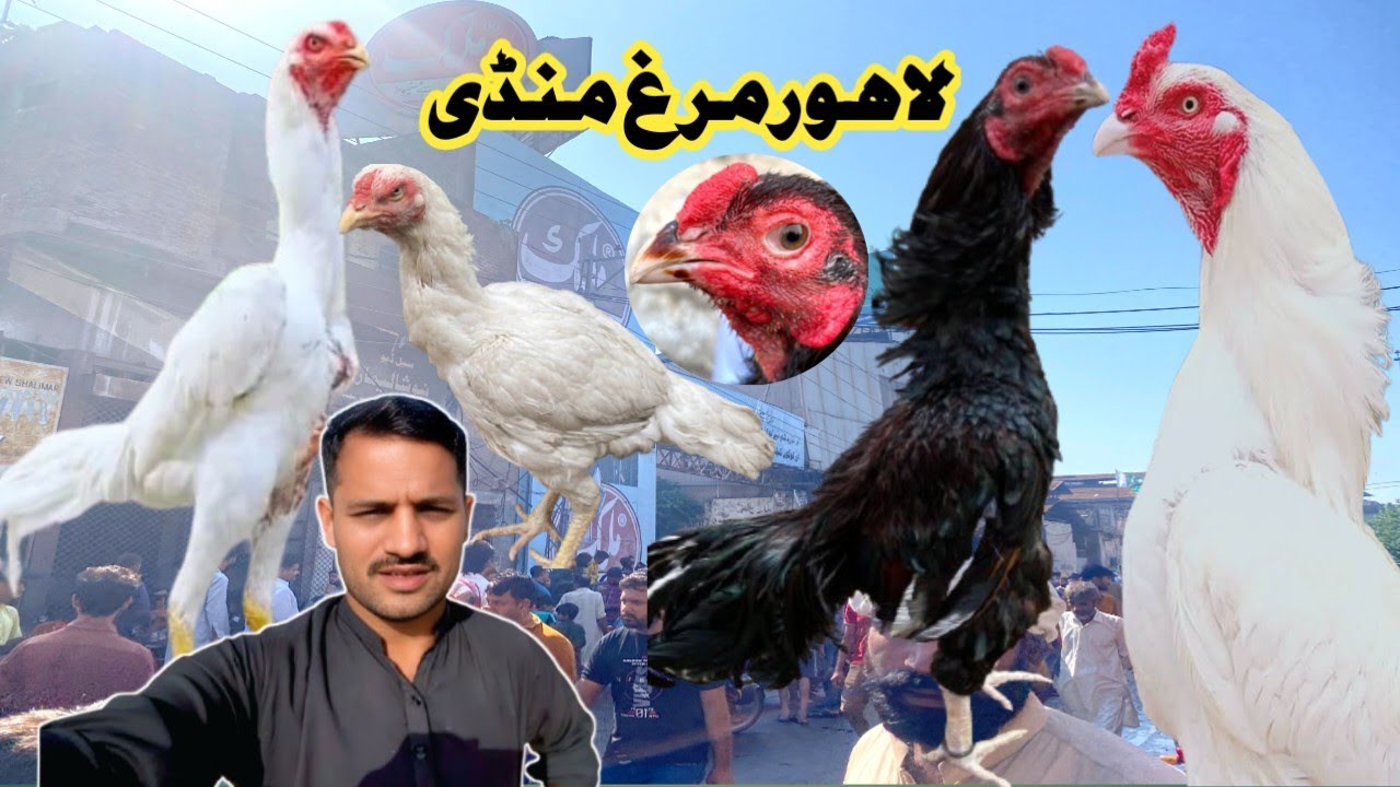 Aseel Murgh Mandi Larri Ada Lahore||ASEEL MURGH MANDI|| ||PAPER WHITE HEERA ASEEL||@AzeemJimmy-gc3wf