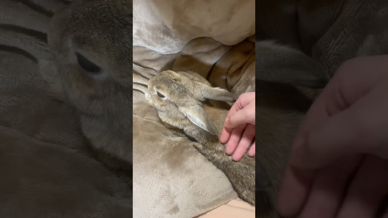 2025.1.2 初めてのコタツ🐰🍊 