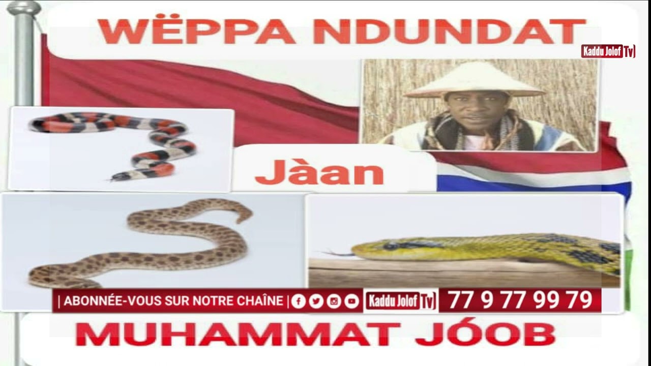 #Kaddu_Jolof : WAAXTANU NDUNDATE. jàan  [ le serpent ] ak mouhamed joop #gambie