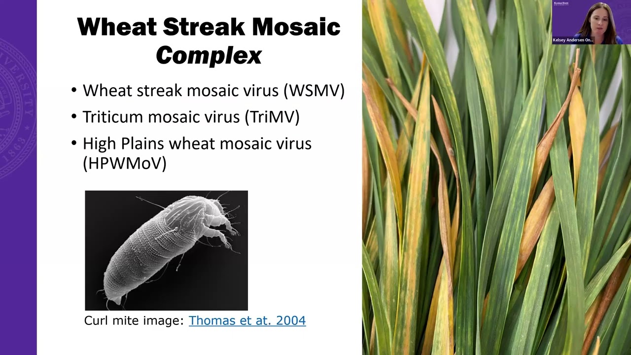 Wheat Streak Mosaic Virus Complex Webinar - July 29, 2025