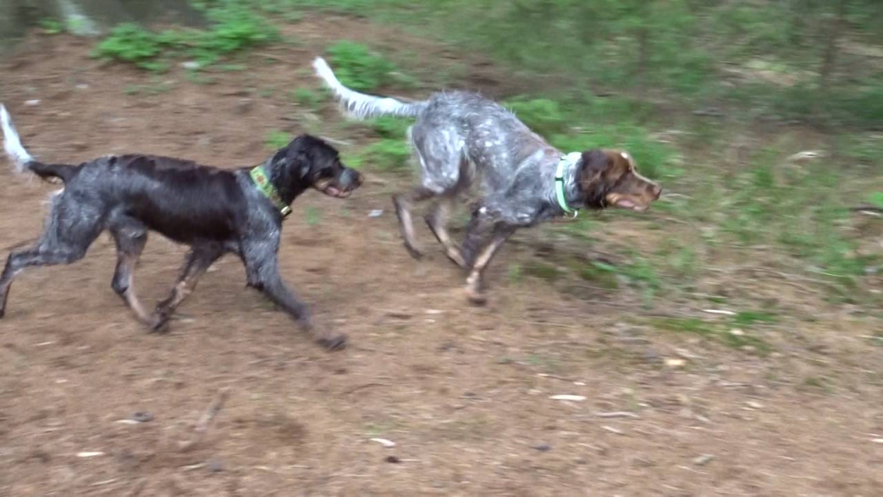 Sraz Pikardských ohařů / Picardy Spaniel reunion
