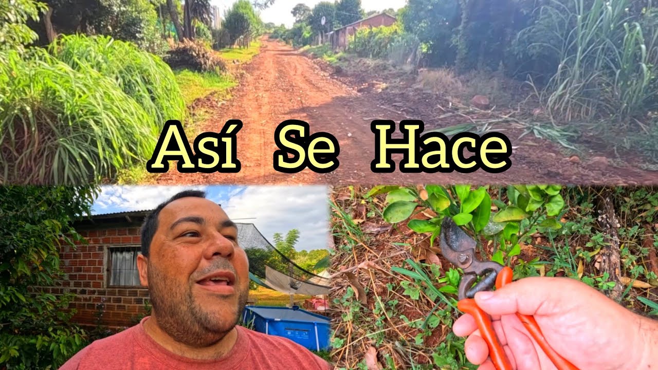 Cómo podar árboles de cítricos en verano 🫡 te enseño