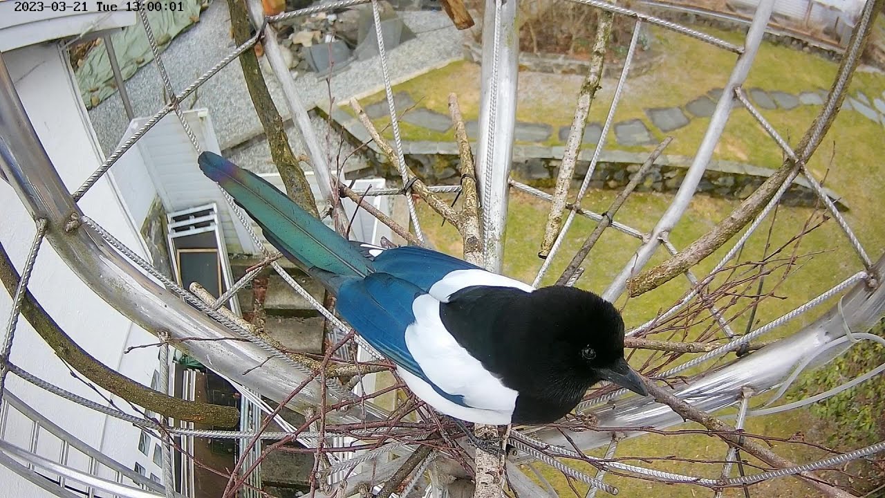 230321 magpies, nest building start?