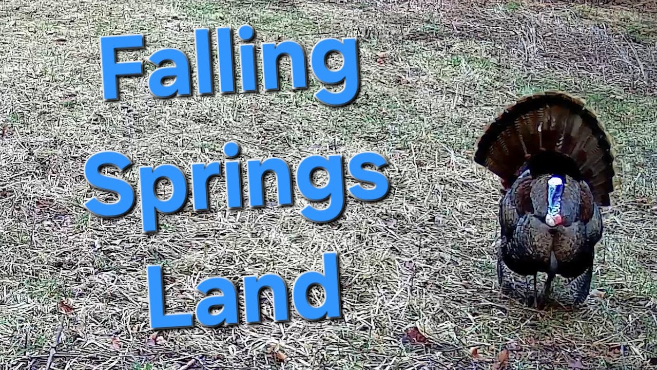 Wildlife Cameras at the Falling Spring in the Blue Ridge Mountains