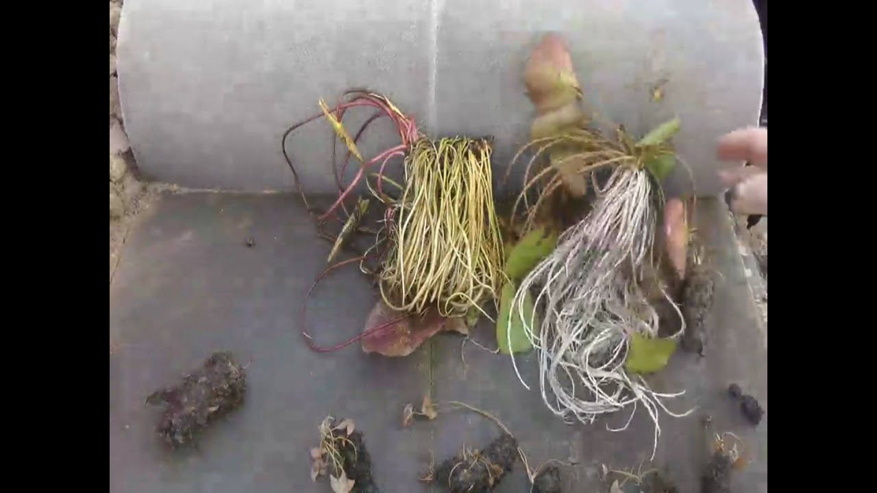 Identify and Planting Waterlilies, Separating Water Lilies, grow water lilies