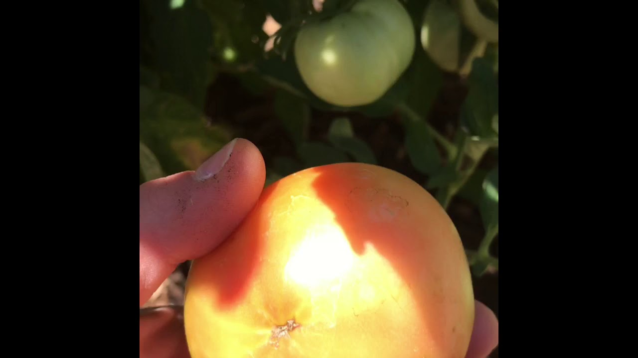 June Tomato Harvest