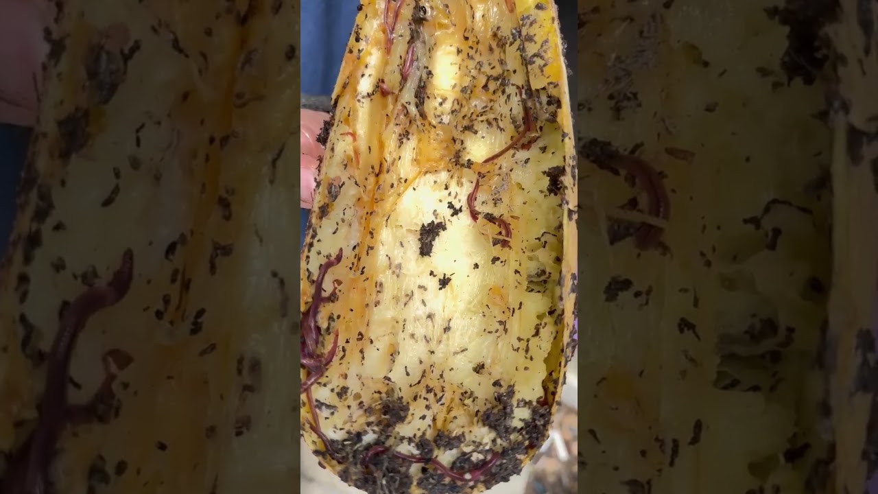 @FarmerJonVA Hungry Hungry Worms  