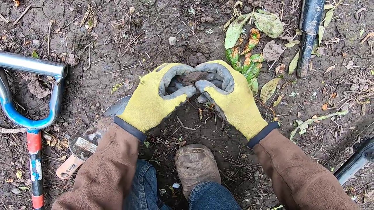 LIVE DIG DUMP ACTION!! Jim pops a beautiful Great Seal button in the orchard.